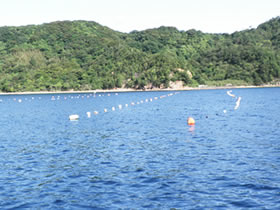 種苗（赤ちゃん）を海中に吊るす