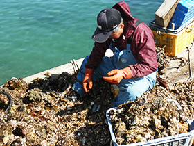 牡蠣に付いた海藻等を手作業で一つ一つ取り除く